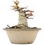 Acer palmatum, 16 cm, ± 25 jaar oud, met een nebari van 12,2 cm in beschadigde pot