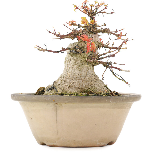 Acer palmatum, 16 cm, ± 25 Jahre alt, mit einer Nebari von 12,2 cm in einem beschädigten Topf