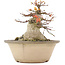 Acer palmatum, 16 cm, ± 25 anni, con un nebari di 12,2 cm in vaso rovinato