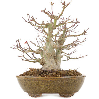  Eimei ( Yozan kiln) Acer palmatum, 22 cm, ± 15 jaar oud