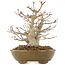 Acer palmatum, 22 cm, ± 15 ans, dans un pot japonais fait main par Eime Yozan