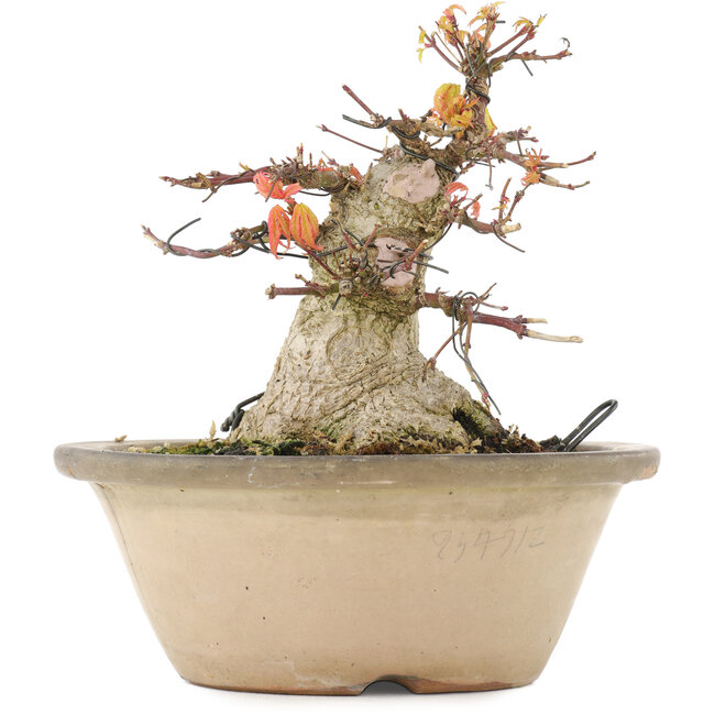 Acer palmatum, 16 cm, ± 25 años, con un nebari de 12,2 cm en maceta dañada