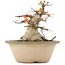 Acer palmatum, 16 cm, ± 25 years old, with a nebari of 12,2 cm in a damaged pot