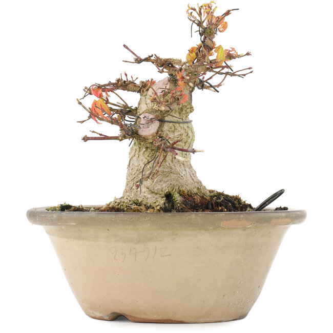 Acer palmatum, 16 cm, ± 25 ans, avec un nebari de 12,2 cm dans un pot endommagé