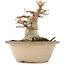 Acer palmatum, 16 cm, ± 25 ans, avec un nebari de 12,2 cm dans un pot endommagé