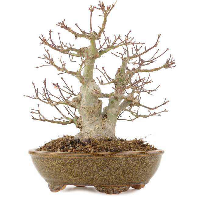 Acer palmatum, 22 cm, ± 15 ans, dans un pot japonais fait main par Eime Yozan