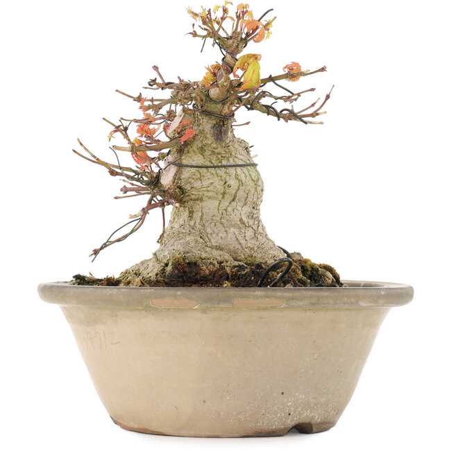 Acer palmatum, 16 cm, ± 25 years old, with a nebari of 12,2 cm in a damaged pot