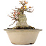 Acer palmatum, 16 cm, ± 25 years old, with a nebari of 12,2 cm in a damaged pot