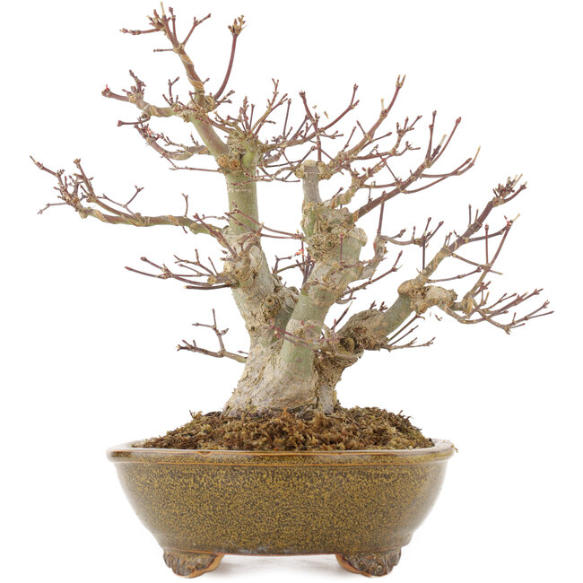 Acer palmatum, 22 cm, ± 15 ans, dans un pot japonais fait main par Eime Yozan