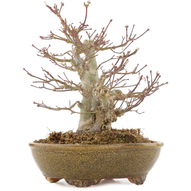 Acer palmatum, 22 cm, ± 15 anni, in un vaso giapponese fatto a mano da Eime Yozan