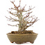 Acer palmatum, 22 cm, ± 15 years old, in a handmade Japanese pot by Eime Yozan