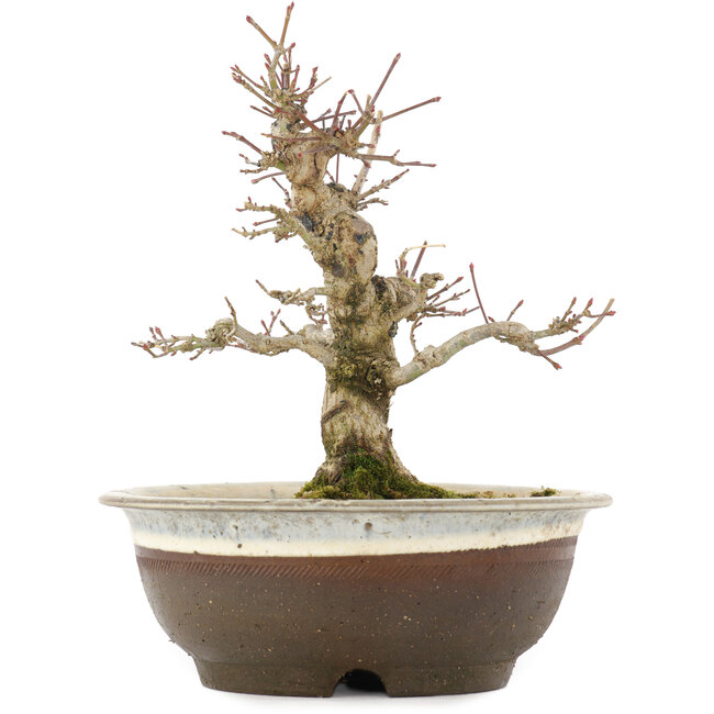 Acer palmatum, 19 cm, ± 12 years old, in a pot with a crack