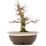 Acer palmatum, 19 cm, ± 12 jaar oud, in pot met barst