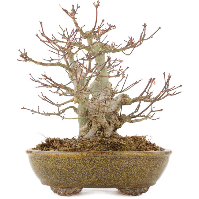 Acer palmatum, 22 cm, ± 15 years old, in a handmade Japanese pot by Eime Yozan