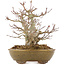 Acer palmatum, 22 cm, ± 15 ans, dans un pot japonais fait main par Eime Yozan