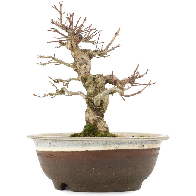 Acer palmatum, 19 cm, ± 12 años, en maceta con grieta