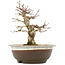Acer palmatum, 19 cm, ± 12 anni, in vaso con una fessura
