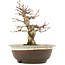 Acer palmatum, 19 cm, ± 12 ans, dans un pot avec une fissure