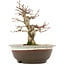 Acer palmatum, 19 cm, ± 12 Jahre alt, in einem Topf mit Riss