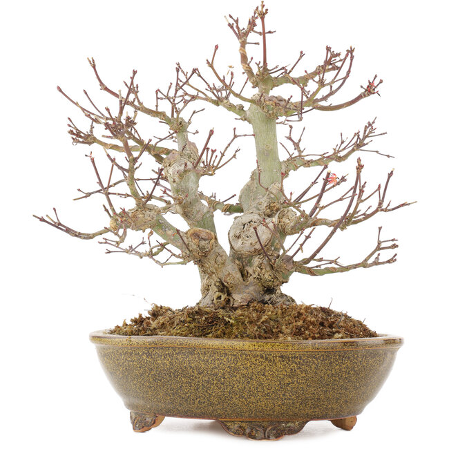 Acer palmatum, 22 cm, ± 15 años, en maceta japonesa hecha a mano por Eime Yozan