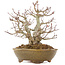 Acer palmatum, 22 cm, ± 15 ans, dans un pot japonais fait main par Eime Yozan