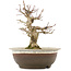 Acer palmatum, 19 cm, ± 12 anni, in vaso con una fessura