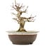 Acer palmatum, 19 cm, ± 12 Jahre alt, in einem Topf mit Riss