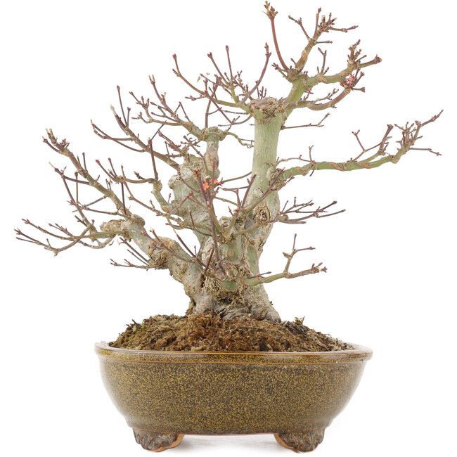 Acer palmatum, 22 cm, ± 15 jaar oud, in een handgemaakte Japanse pot van Eime Yozan