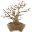 Acer palmatum, 22 cm, ± 15 ans, dans un pot japonais fait main par Eime Yozan