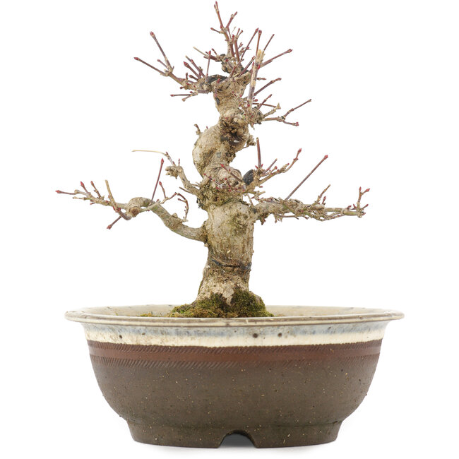 Acer palmatum, 19 cm, ± 12 anni, in vaso con una fessura