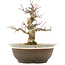 Acer palmatum, 19 cm, ± 12 ans, dans un pot avec une fissure