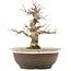 Acer palmatum, 19 cm, ± 12 Jahre alt, in einem Topf mit Riss