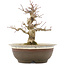 Acer palmatum, 19 cm, ± 12 years old, in a pot with a crack