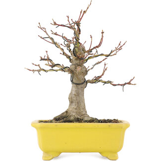 Shozan Acer palmatum, 19,5 cm, ± 10 jaar oud