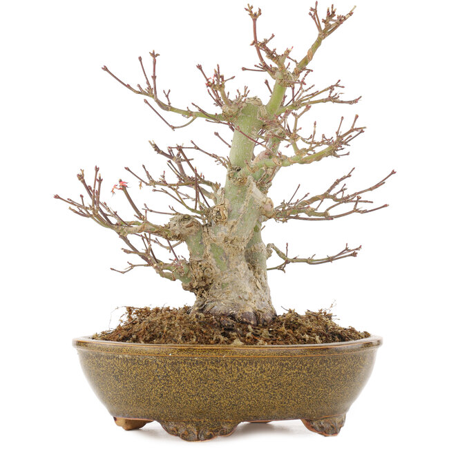 Acer palmatum, 22 cm, ± 15 años, en maceta japonesa hecha a mano por Eime Yozan