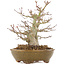 Acer palmatum, 22 cm, ± 15 years old, in a handmade Japanese pot by Eime Yozan