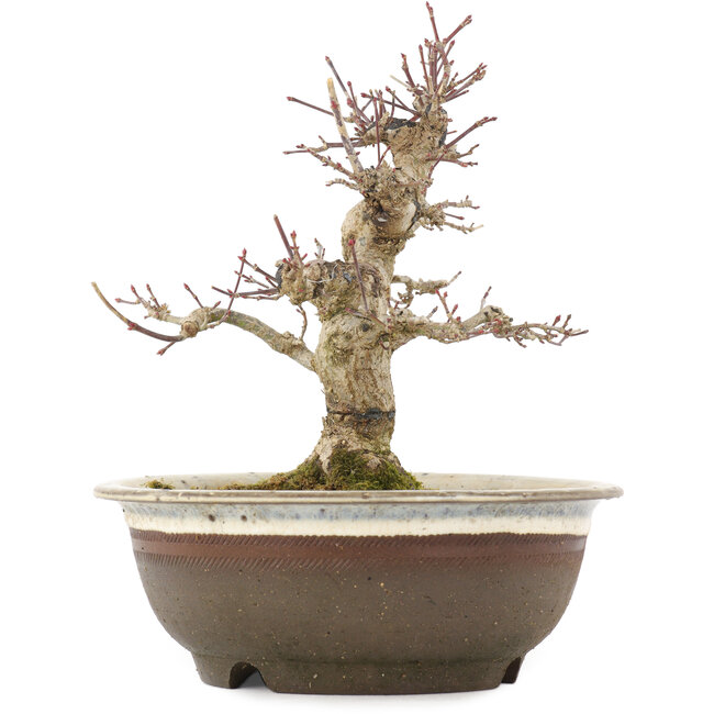 Acer palmatum, 19 cm, ± 12 anni, in vaso con una fessura