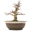 Acer palmatum, 19 cm, ± 12 anni, in vaso con una fessura