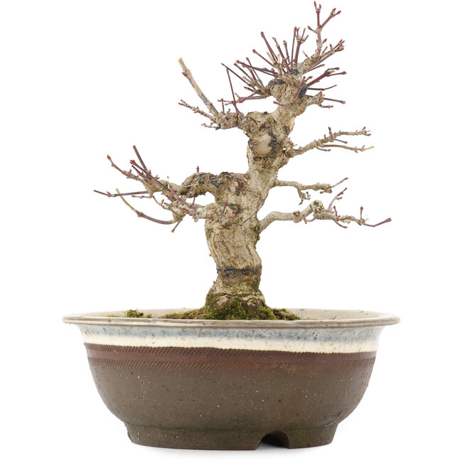 Acer palmatum, 19 cm, ± 12 Jahre alt, in einem Topf mit Riss