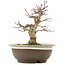 Acer palmatum, 19 cm, ± 12 Jahre alt, in einem Topf mit Riss