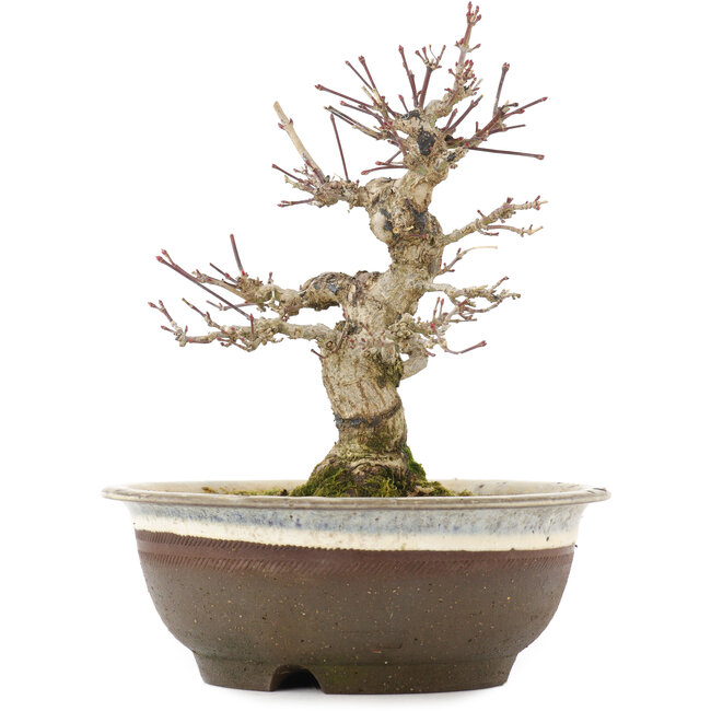 Acer palmatum, 19 cm, ± 12 ans, dans un pot avec une fissure