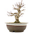 Acer palmatum, 19 cm, ± 12 Jahre alt, in einem Topf mit Riss