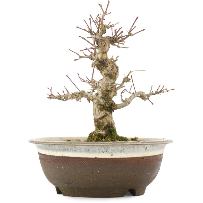 Acer palmatum, 19 cm, ± 12 ans, dans un pot avec une fissure