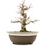 Acer palmatum, 19 cm, ± 12 anni, in vaso con una fessura