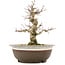 Acer palmatum, 19 cm, ± 12 Jahre alt, in einem Topf mit Riss