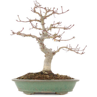 Acer palmatum, 29 cm, ± 10 años