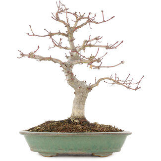 Acer palmatum, 29 cm, ± 10 jaar oud