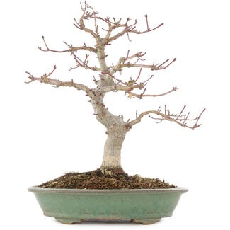 Acer palmatum, 29 cm, ± 10 Jahre alt