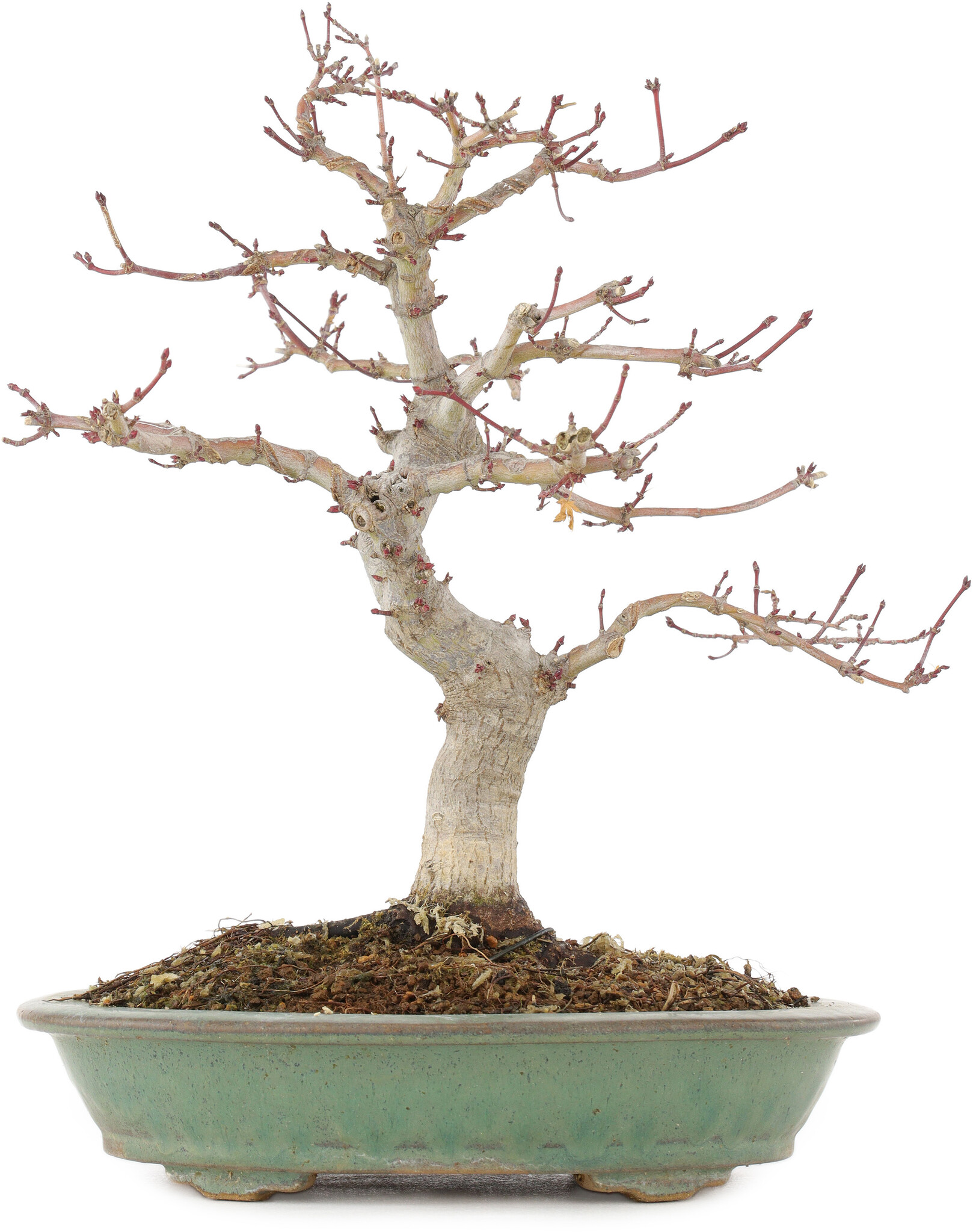 Acer palmatum, 29 cm,  10 Jahre alt - Bonsai Plaza