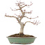 Acer palmatum, 29 cm, ± 10 jaar oud